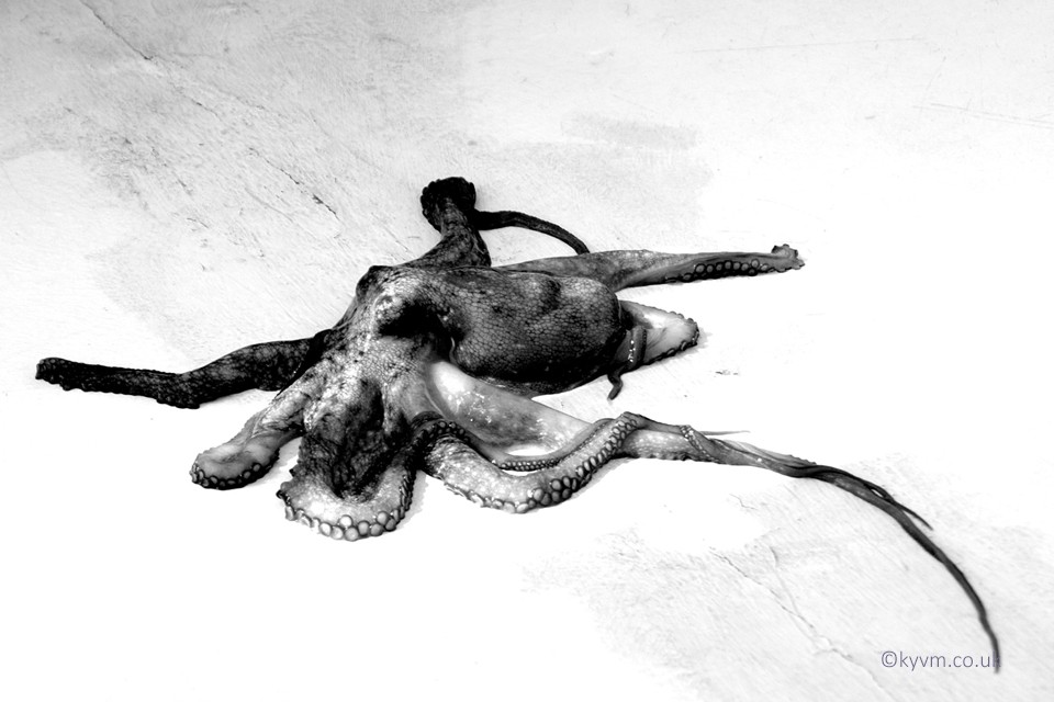 This was the call of the captain on our fishing trip where this octopus was caught.   It may sound cruel but when we landed at the beach it was dutifully barbequed.