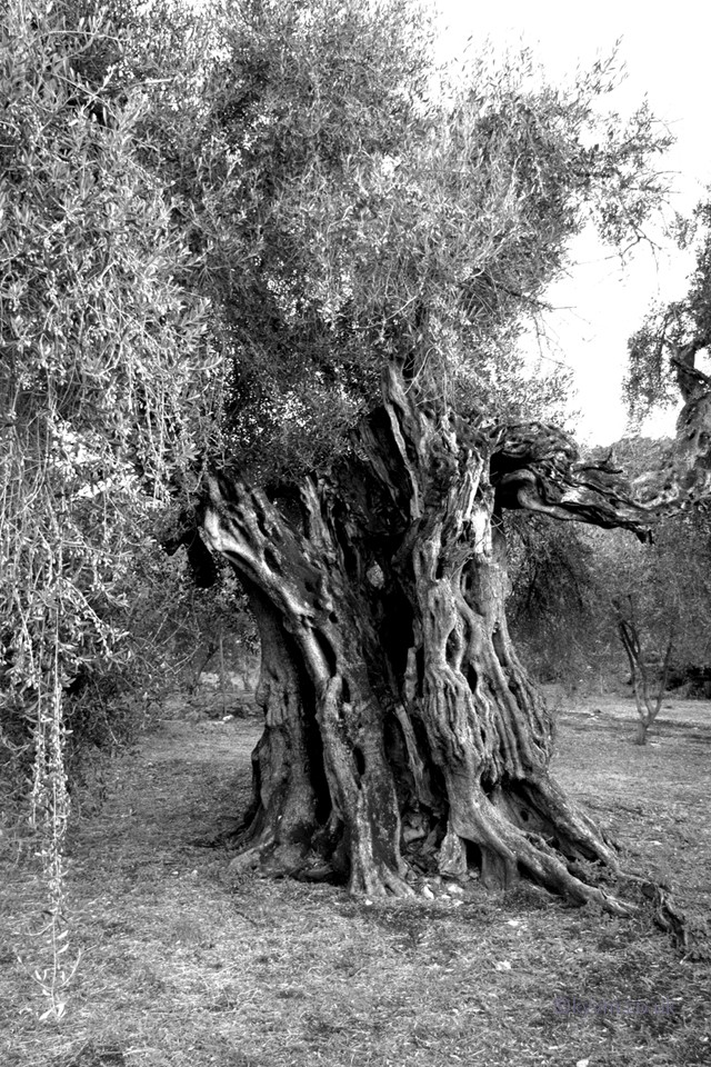 Some Olive trees are reported to be as old as 1200 years in age.  This fine example in Tsilivi may not be quite that old but certainly has witnessed more history than we have. 