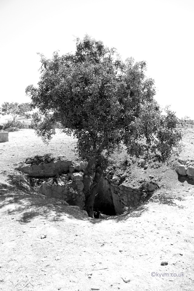 A high contrast image. The sun that day was truly unforgiving.   This Olive tree, rooted within a tomb, almost perfectly completes the circle of life.