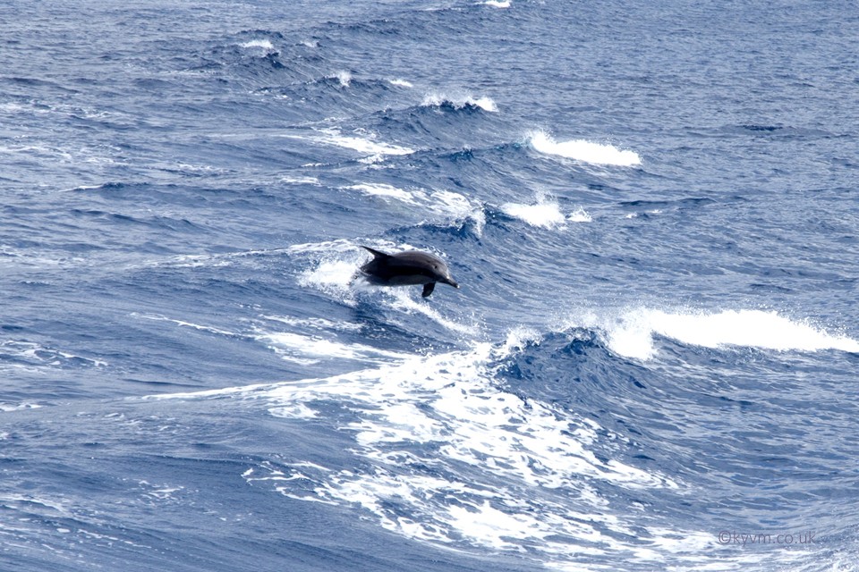 Poseidon’s lieutenant Delphinus. It is easy to see why sailors have seen an escort of dolphins as a sign of good fortune. This day was no exception.